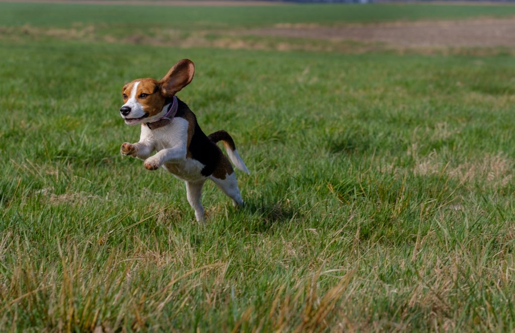 beagle running through the field
