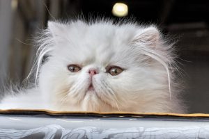 persian cat looking out a window. Persian cats are some of the best cat breeds for seniors